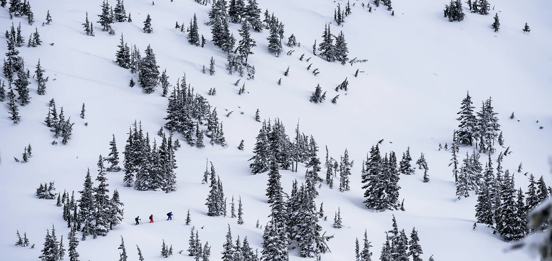 Aerial shot of three backcountry skiers at Shames Mountain Ski Area. The mountain is covered in snow and evergreen trees dot the landscape.