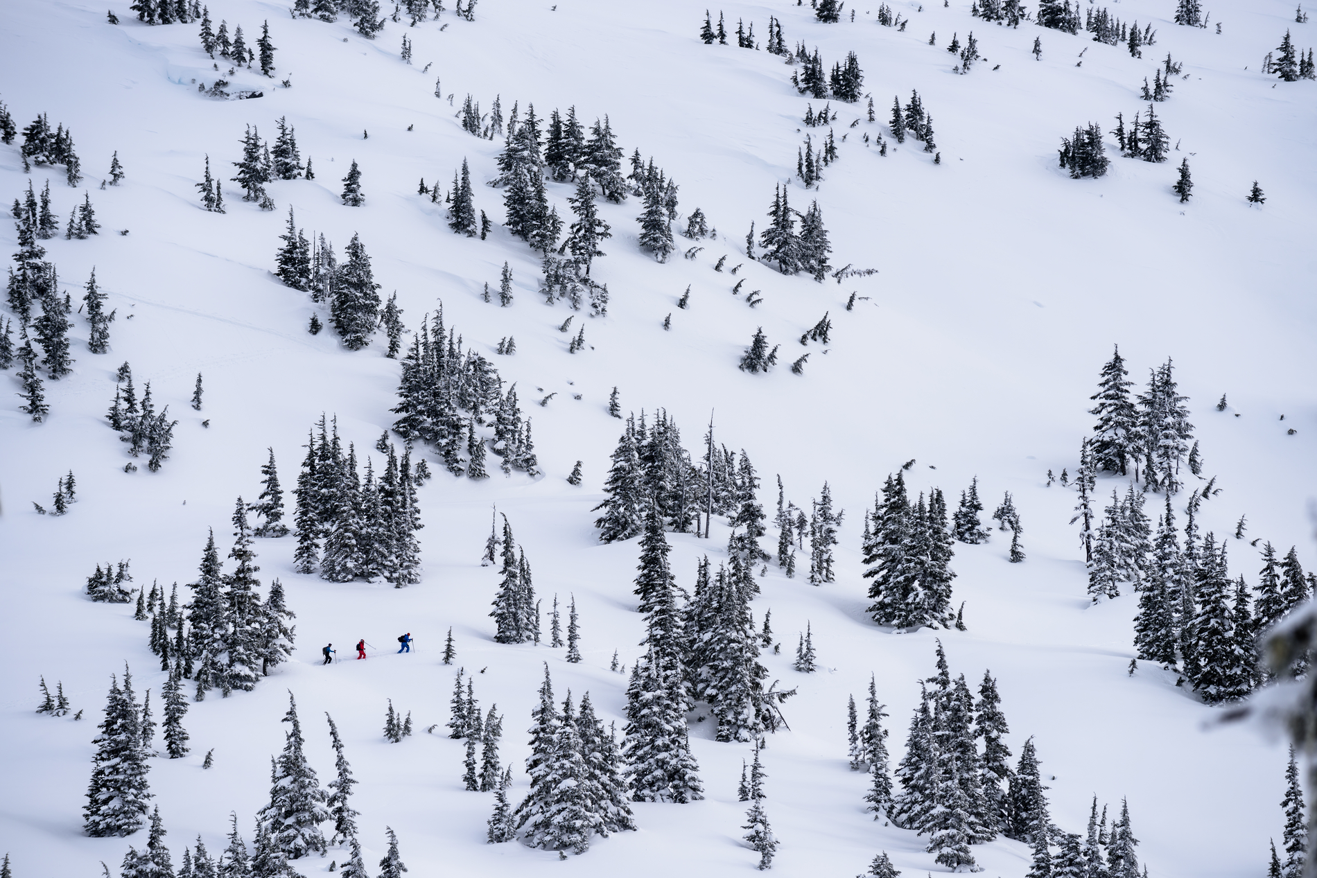 Aerial shot of three backcountry skiers at Shames Mountain Ski Area. The mountain is covered in snow and evergreen trees dot the landscape.