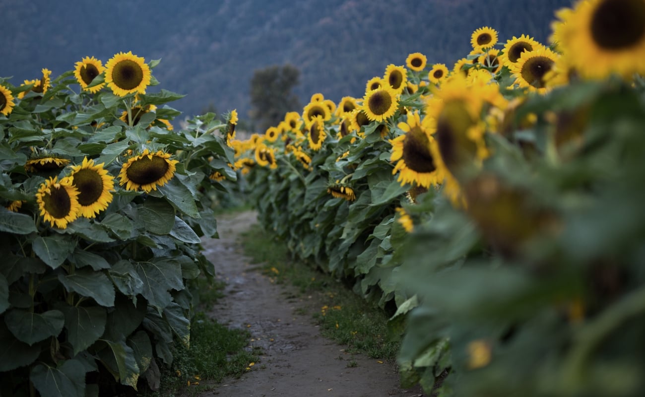 The Harrison Sunflower Festival | Gardens BC/Daniel Mosquin