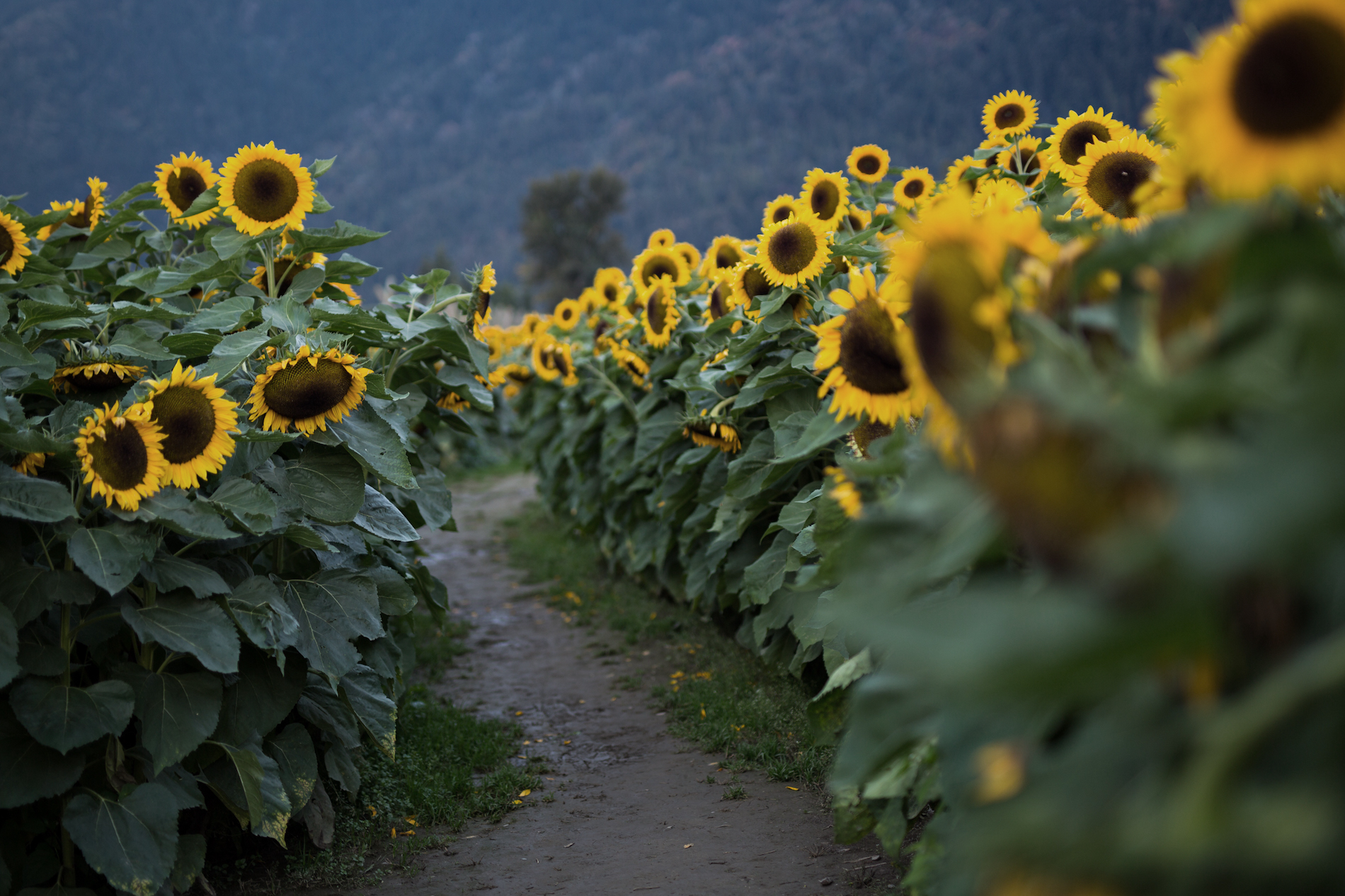 The Harrison Sunflower Festival | Gardens BC/Daniel Mosquin