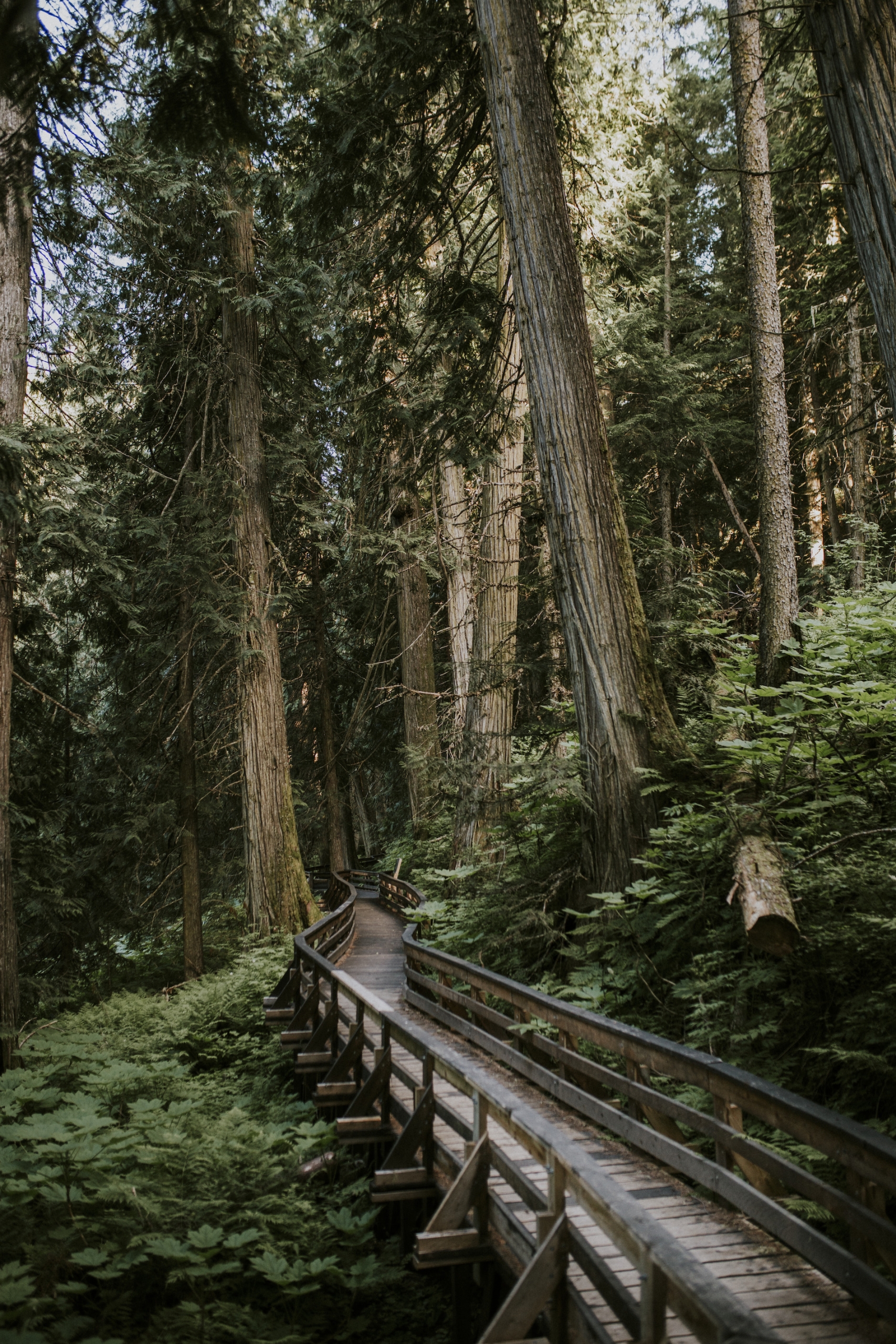 View of a bridge in the woods