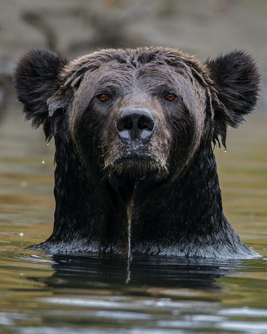 Bear coming out of the water in the Great Bear Rainforest