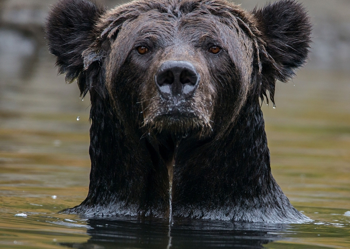 Bär kommt aus dem Wasser im Great Bear Rainforest