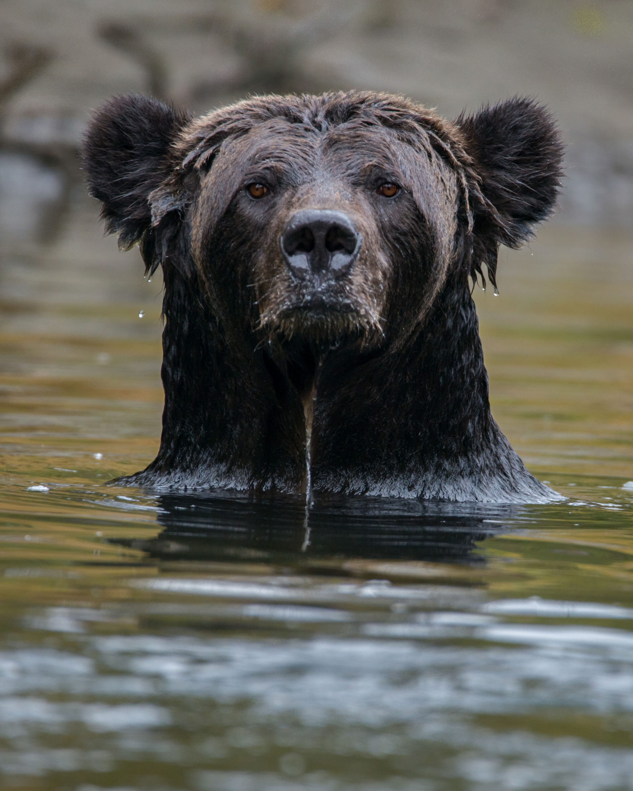Bear coming out of the water in the Great Bear Rainforest