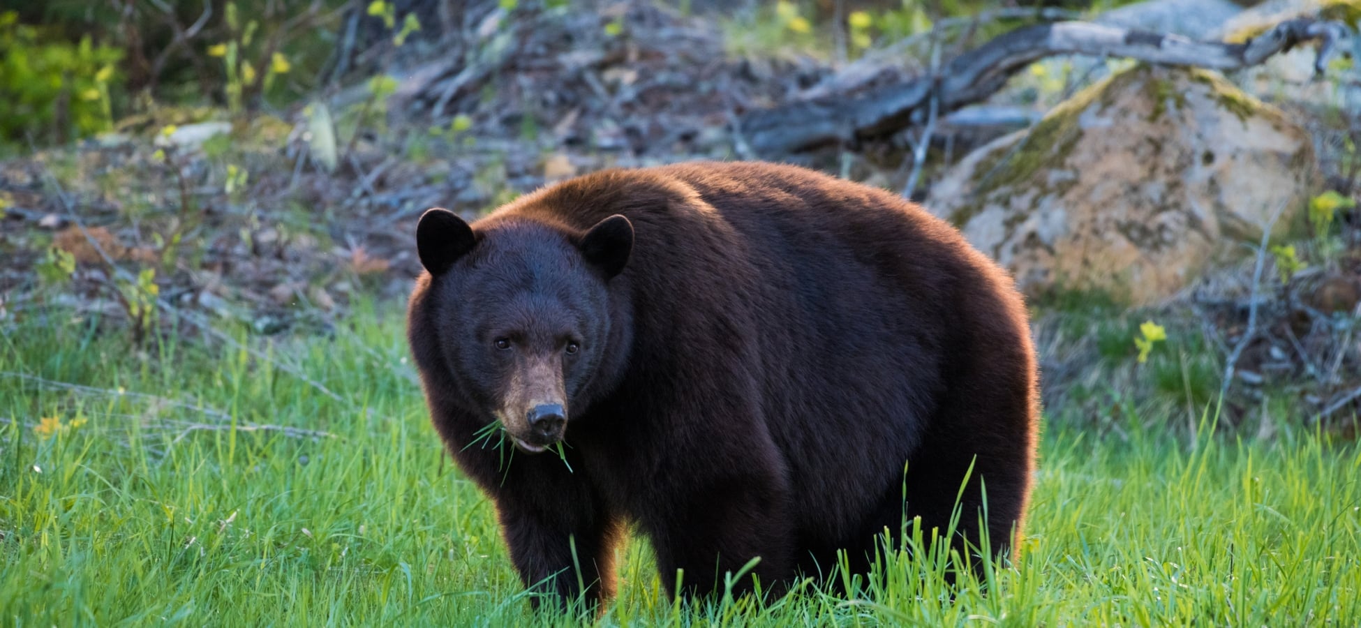 Oso grizzly en la zona de Whistler.