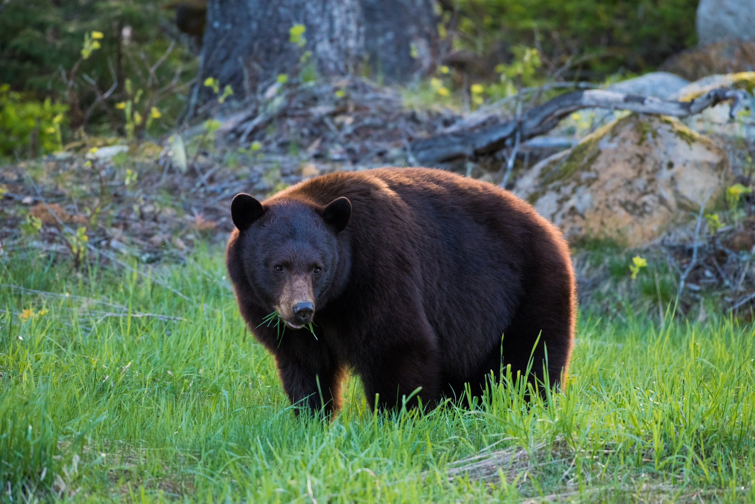 Grizzly bear in Whistler area.