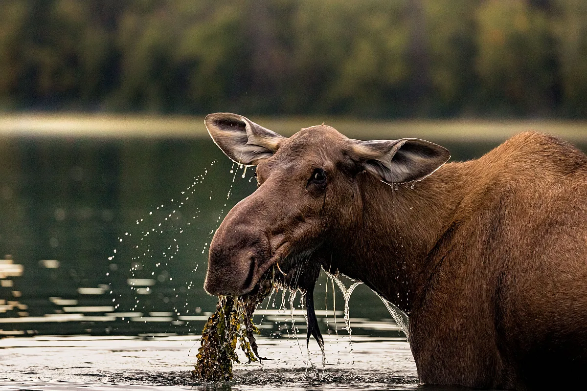 Un alce en un lago en el Parque Provincial Bowron Lakes