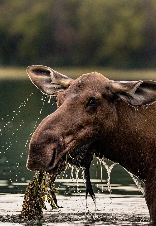 Moose in a lake in Bowron Lakes Provincial Park