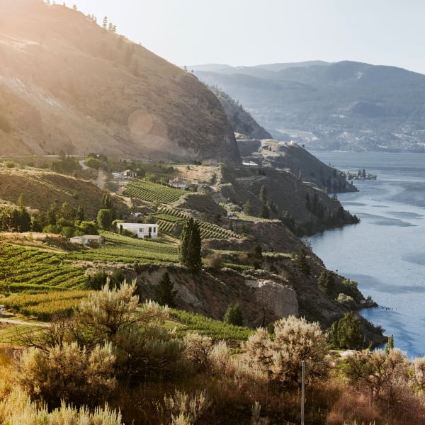 Vineyards along Okanagan Lake from Sage Hills Estate Winery and Vineyards in Summerland