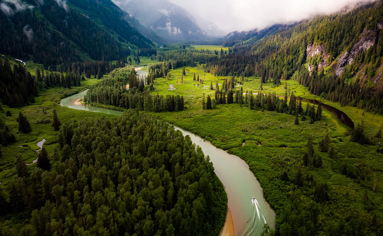 A river running through a forest