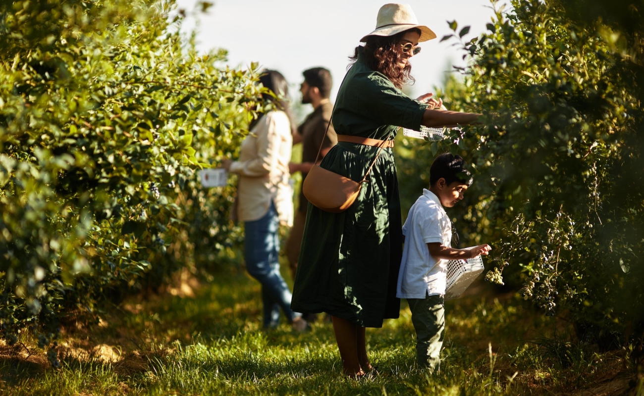 A family is berry picking at Krause Berry Farms & Winery. A mother leans over a small child near a blueberry bush. There are two other adults in the background.