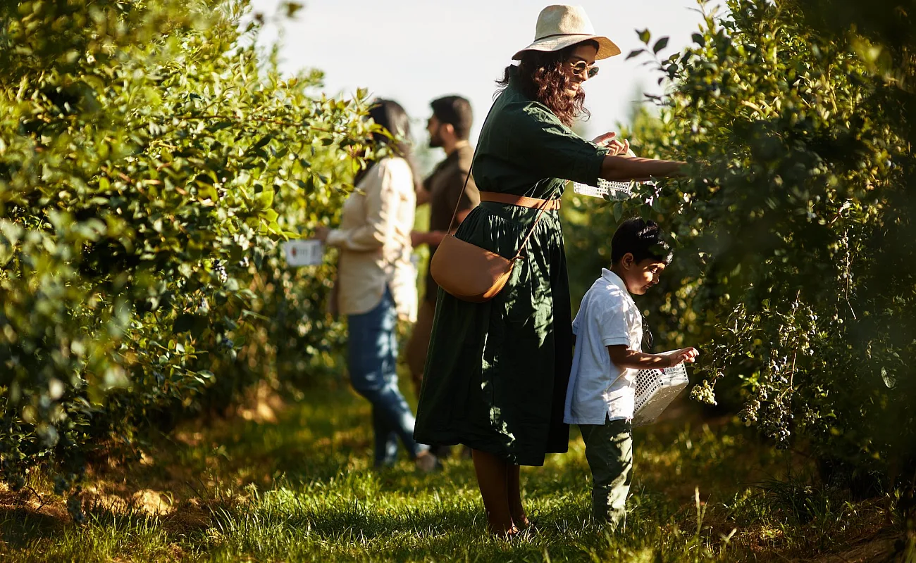 Una familia está recogiendo bayas en Krause Berry Farms & Winery. Una madre se inclina sobre un niño pequeño cerca de un arbusto de arándanos. Hay otros dos adultos al fondo.