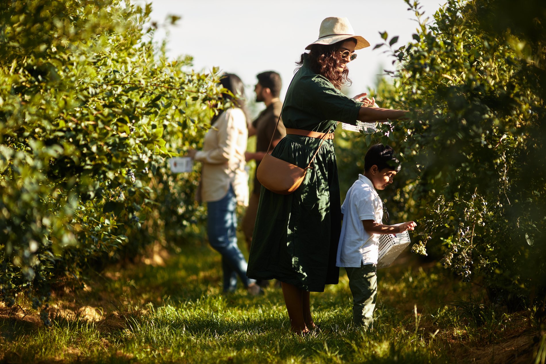 A family is berry picking at Krause Berry Farms & Winery. A mother leans over a small child near a blueberry bush. There are two other adults in the background.