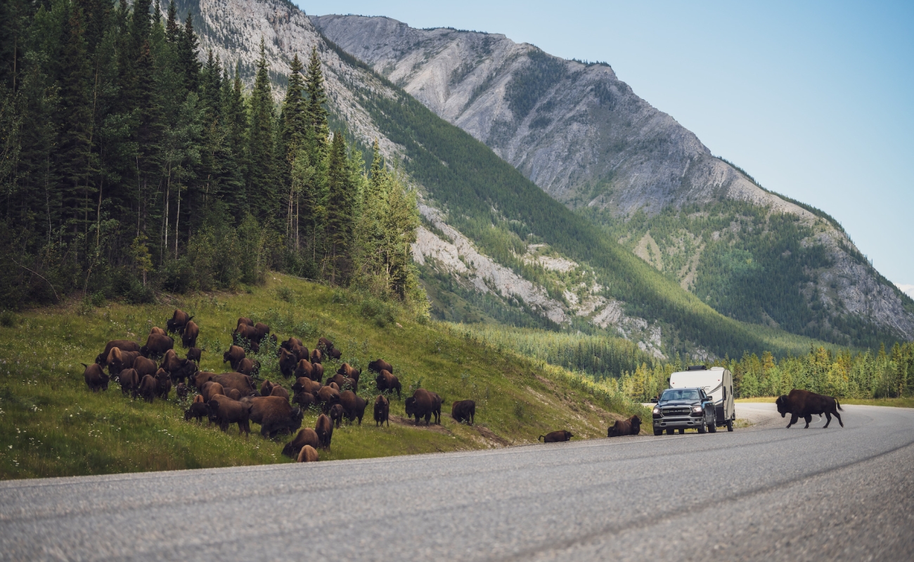 Bison along the Alaska Highway.