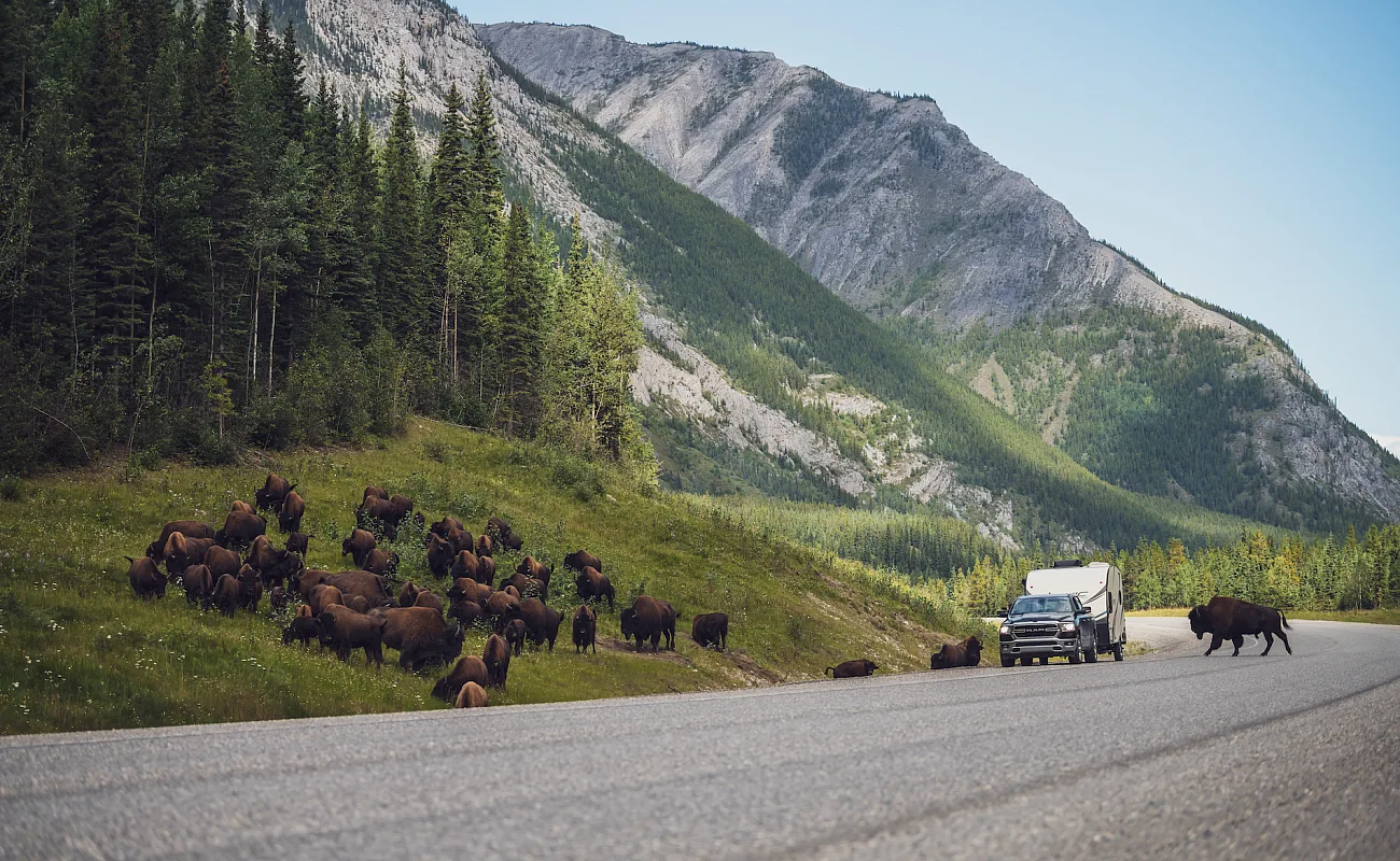 Bisonte junto a la autopista Alaska Highway.