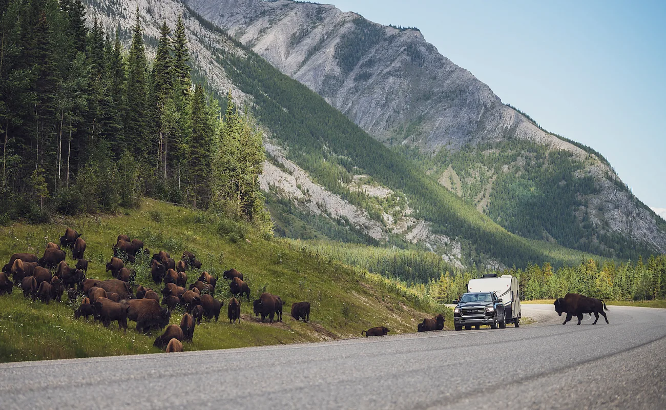 Bison along the Alaska Highway.