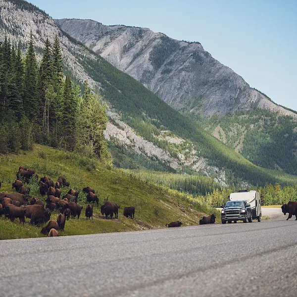 Bison along the Alaska Highway.