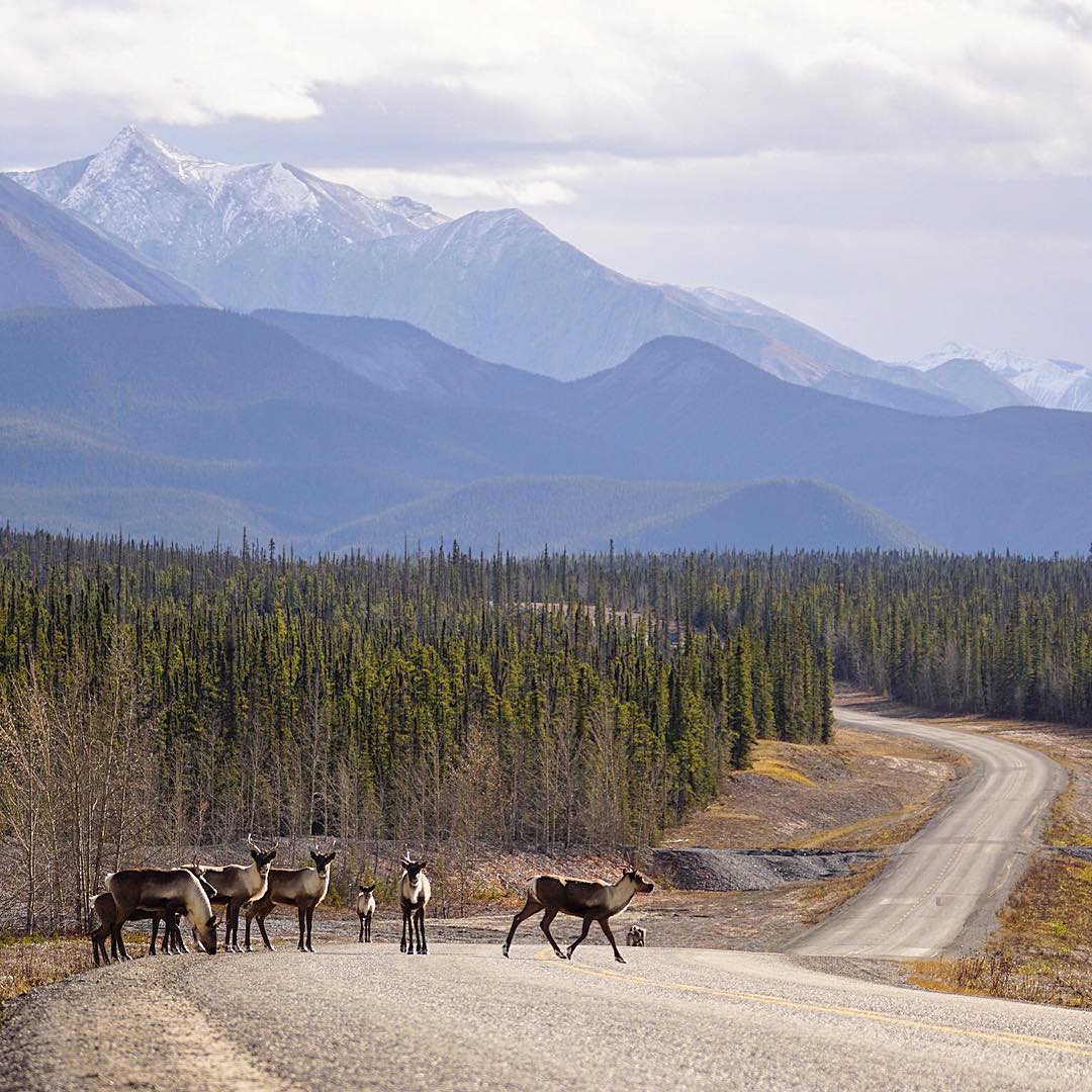 Plan Your Alaska Highway Road Trip Now 4