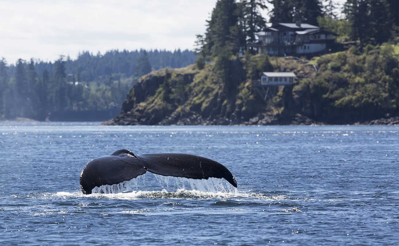 A humpback whale traveling south of Seymour Narrows in Campbell River