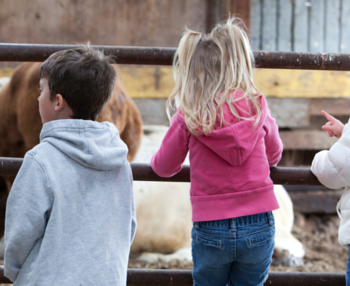 Children at the fence next to a petting zoo