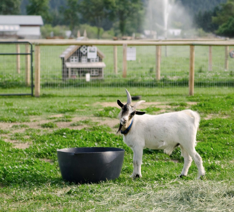 A goat with its head tilted by his food dish