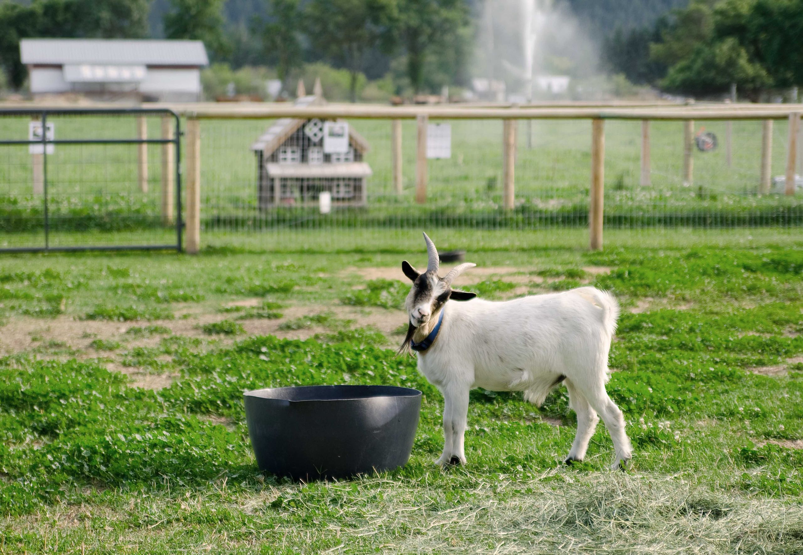 A goat with its head tilted by his food dish