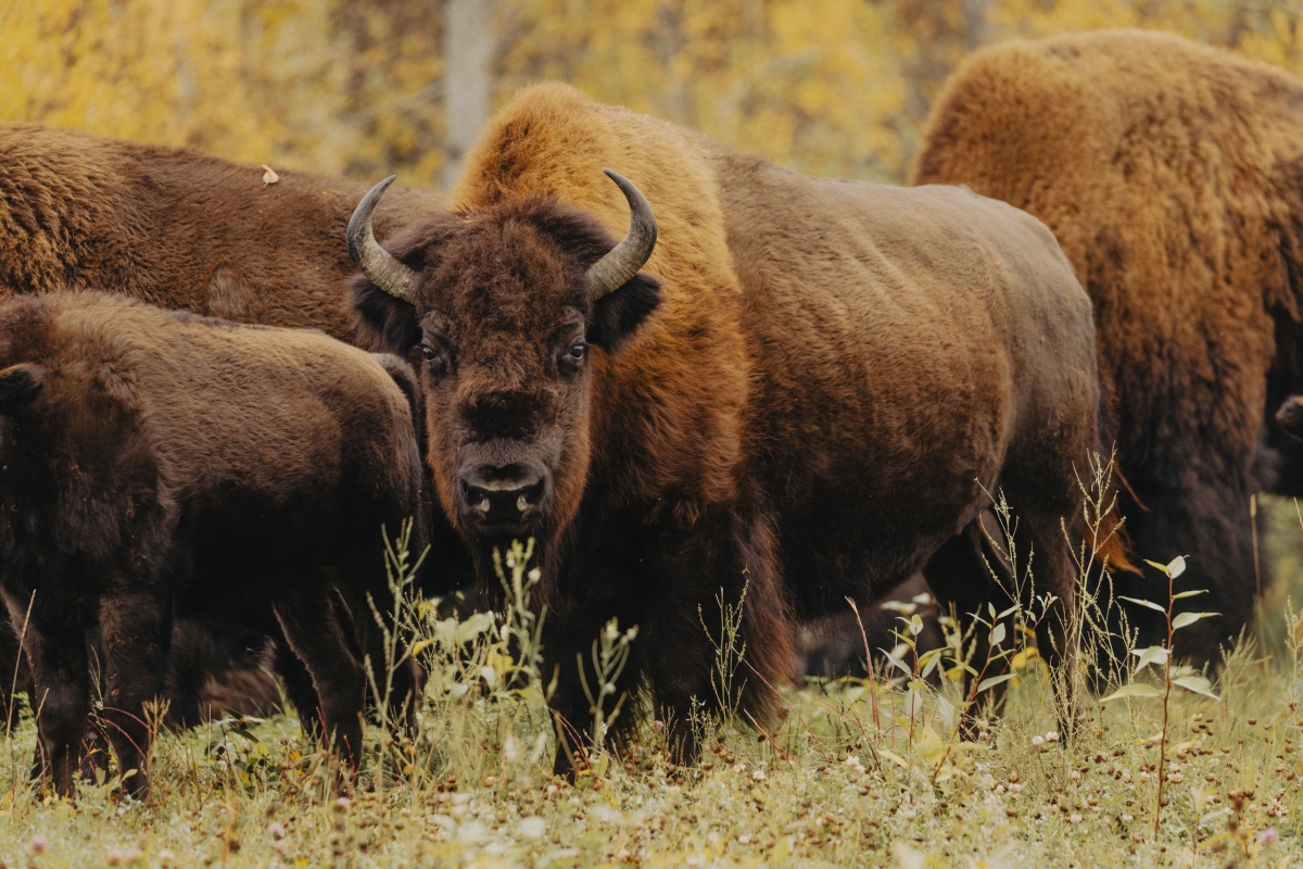 Se ha avistado una manada de bisontes junto a la autopista Alaska Highway el río Liard.