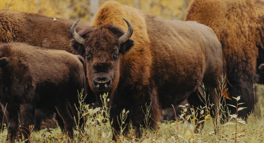 A herd of bison spotted along the Alaska Highway in Liard River.