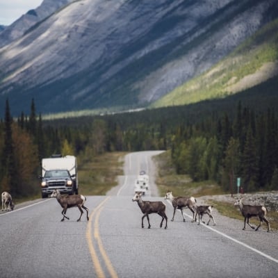Un grupo de borregos de piedra cruzan la carretera Alaska Highway en el Parque Provincial Muncho Lake, BC.