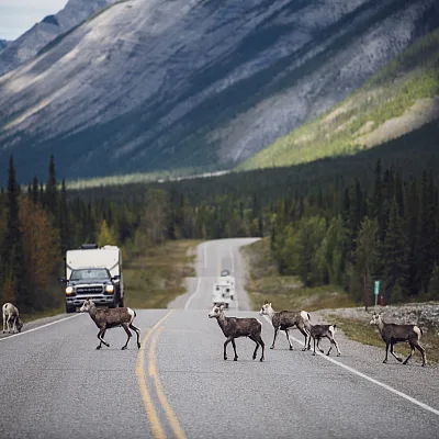 Stone's Sheep cross the Alaska Highway in Muncho Lake Provincial Park, BC.