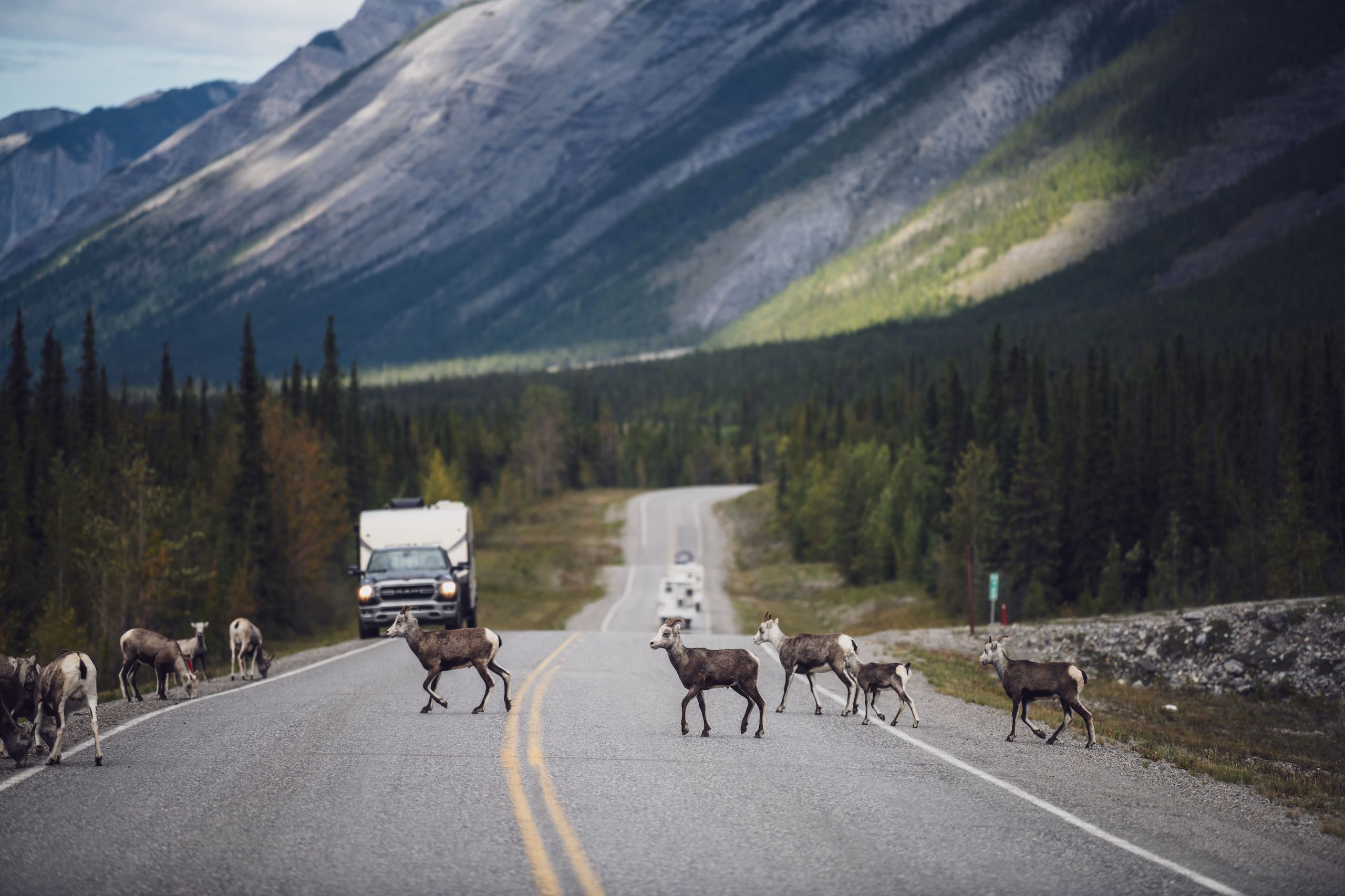 Stone's Sheep cross the Alaska Highway in Muncho Lake Provincial Park, BC.