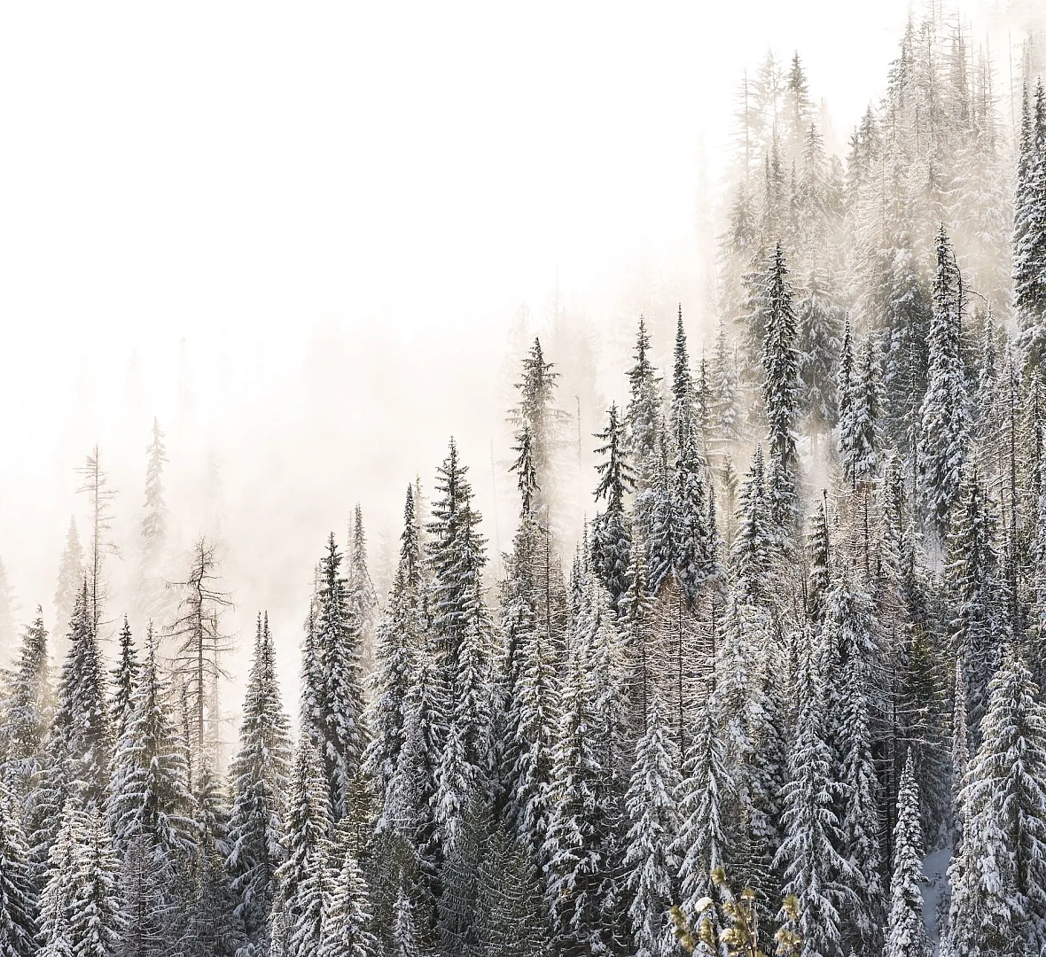 Red Mountain Resort in Rossland