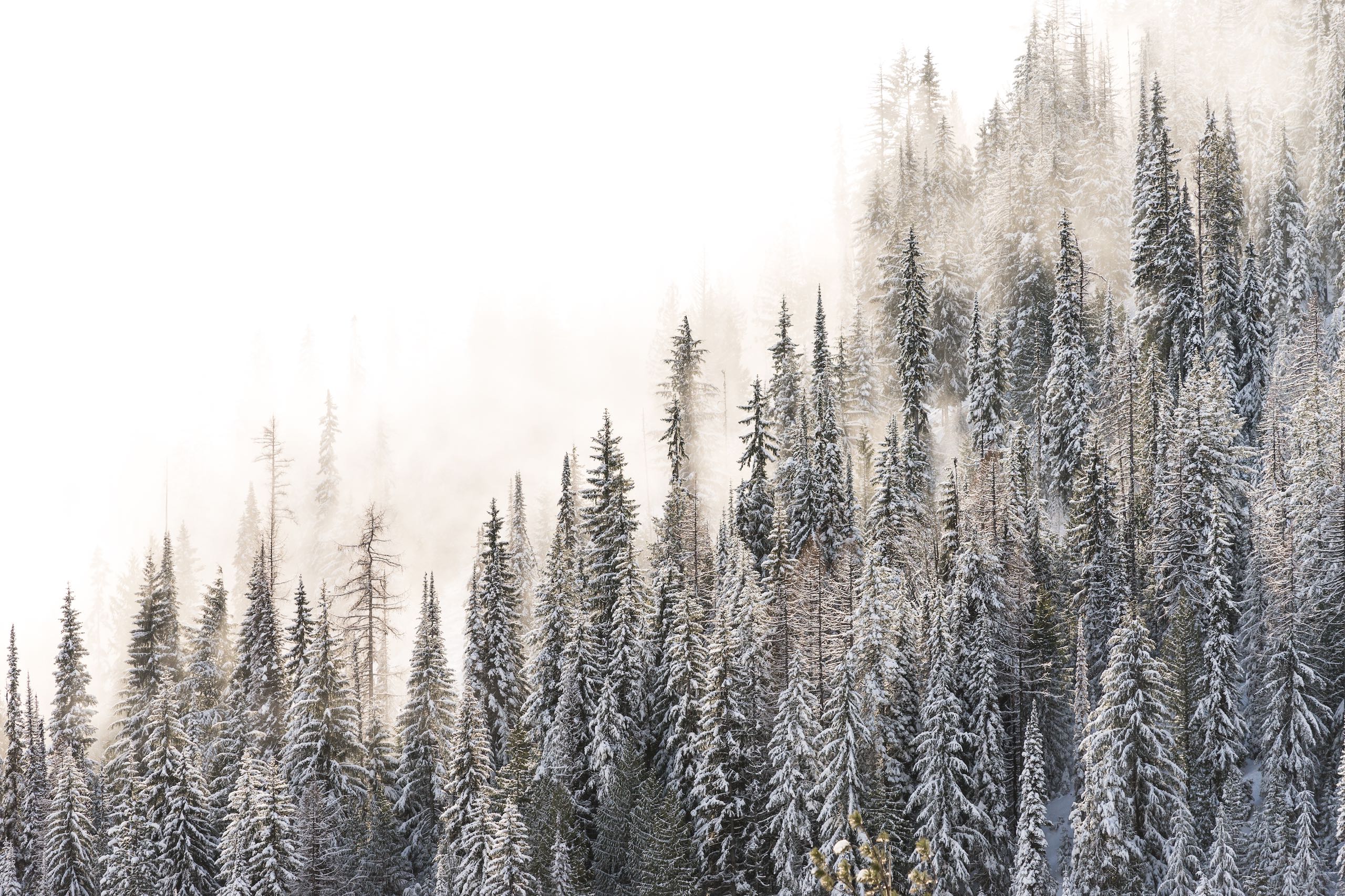 Red Mountain Resort in Rossland