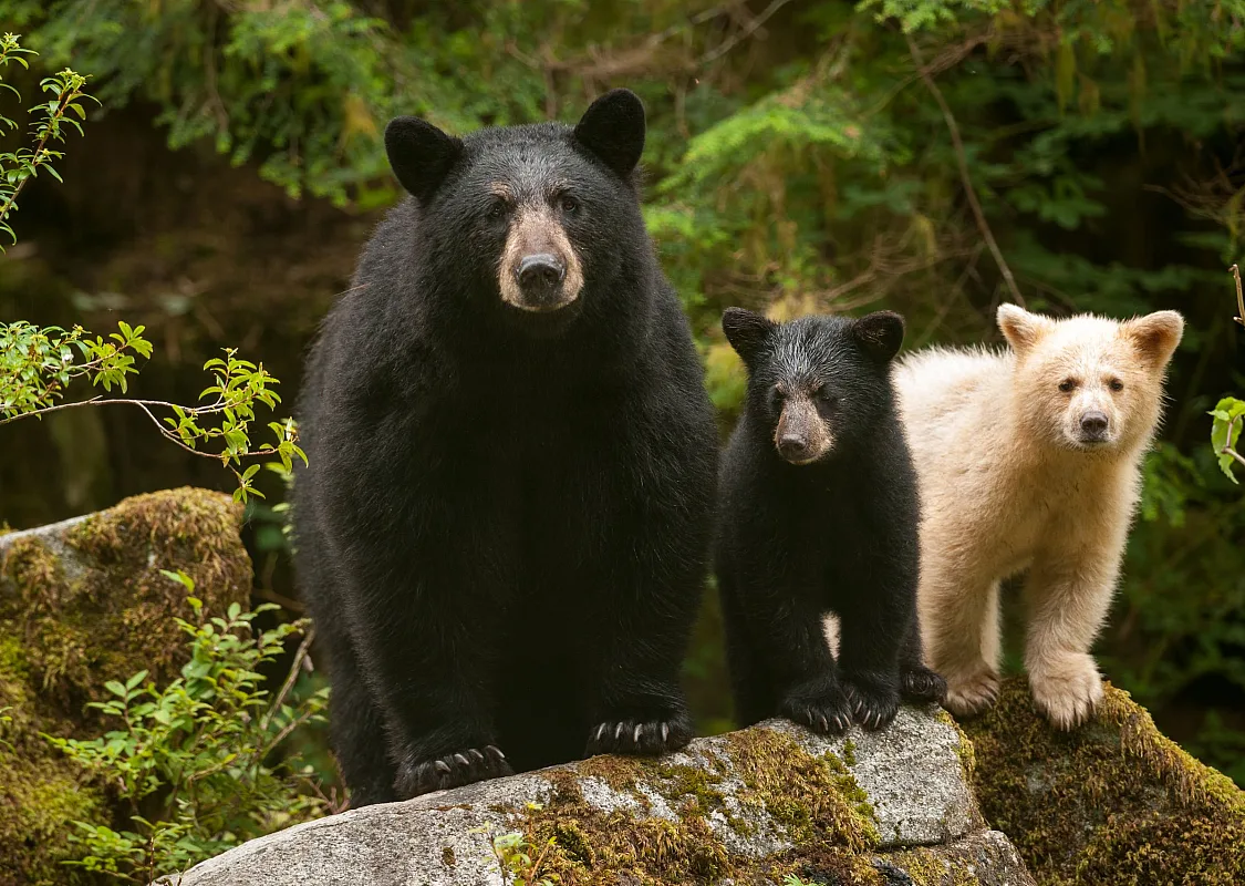 Mama Black bear & cub & Spirit Bear on a log in the Great Bear Rainforest