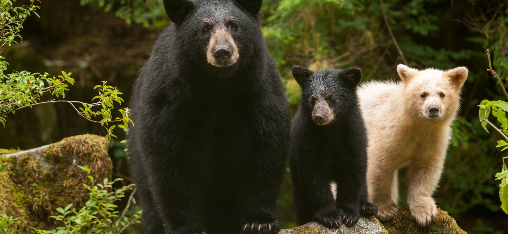 Mama Black bear & cub & Spirit Bear on a log in the Great Bear Rainforest