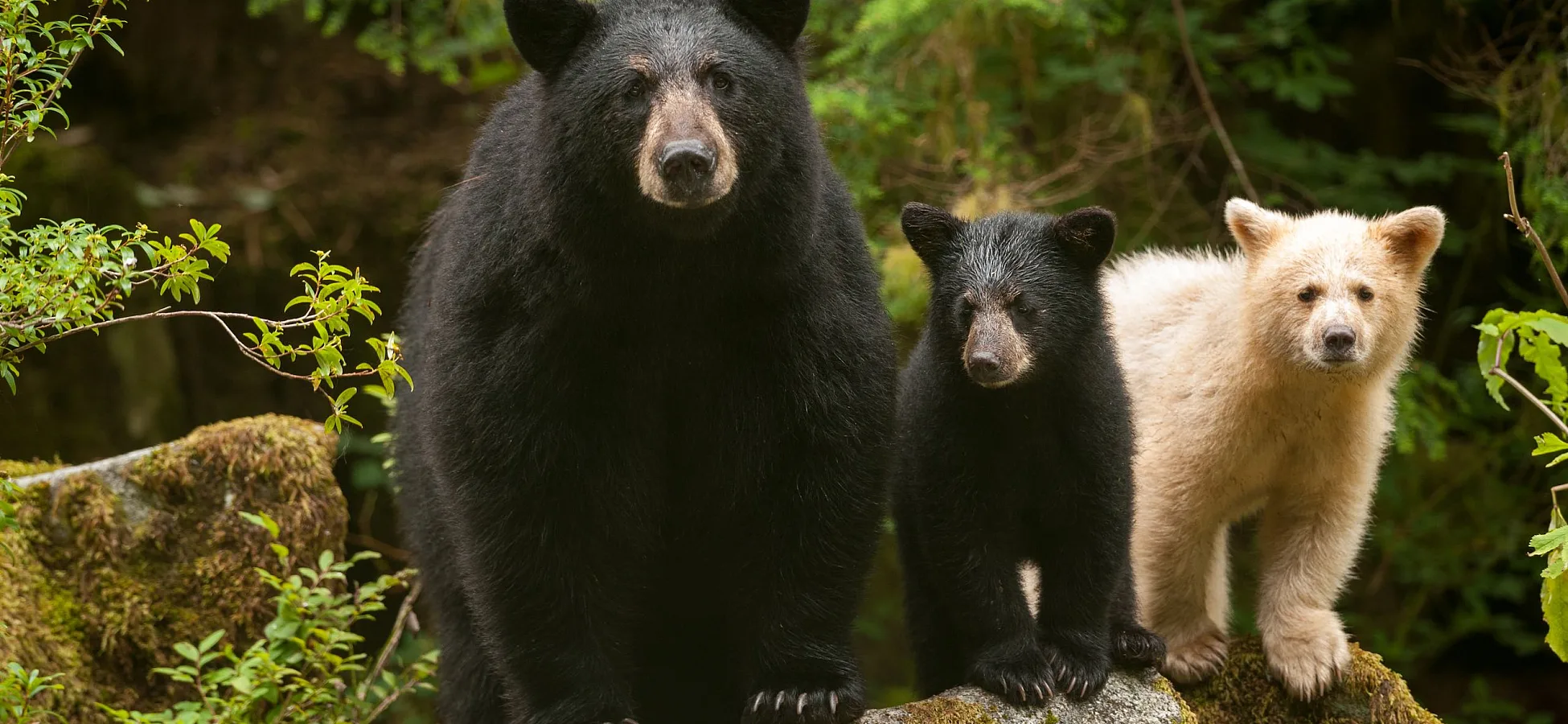Mama Black bear & cub & Spirit Bear on a log in the Great Bear Rainforest