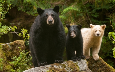 Mama Black bear & cub & Spirit Bear on a log in the Great Bear Rainforest