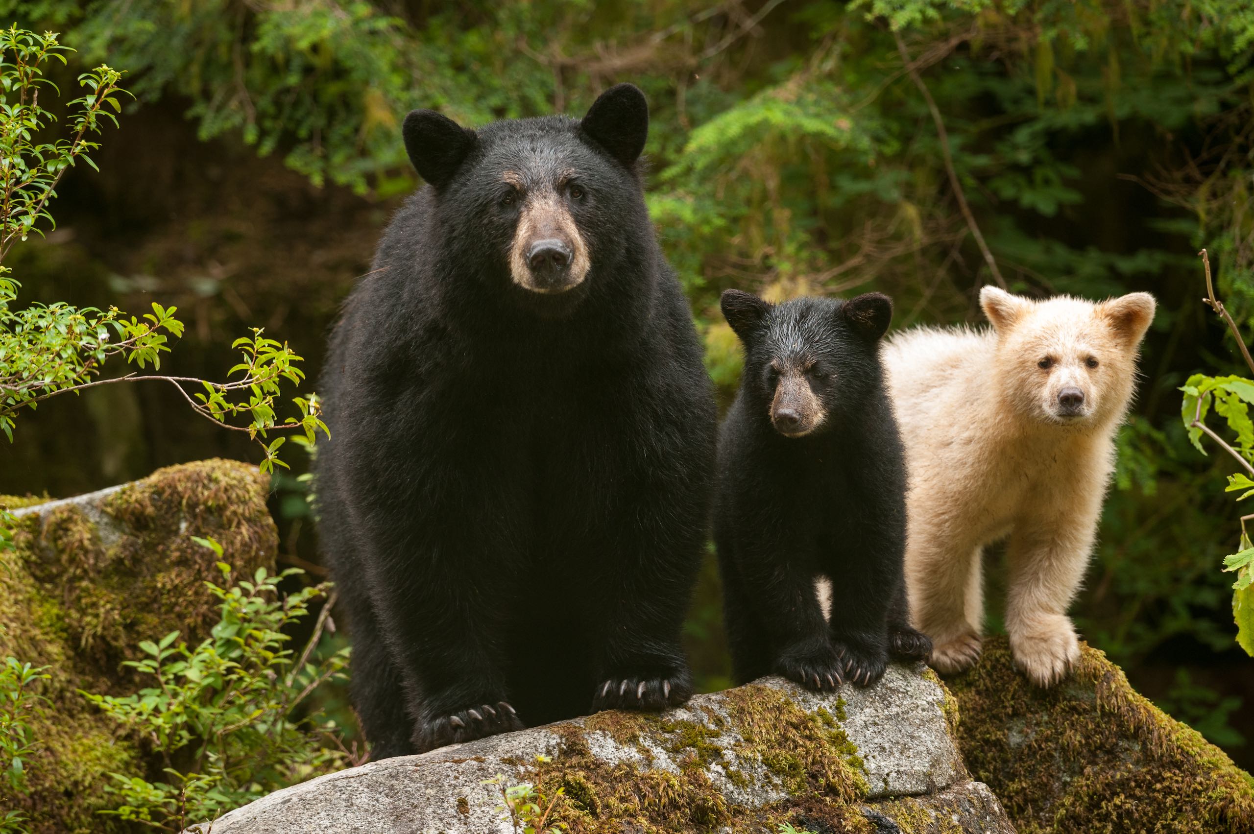 Mama Black bear & cub & Spirit Bear on a log in the Great Bear Rainforest