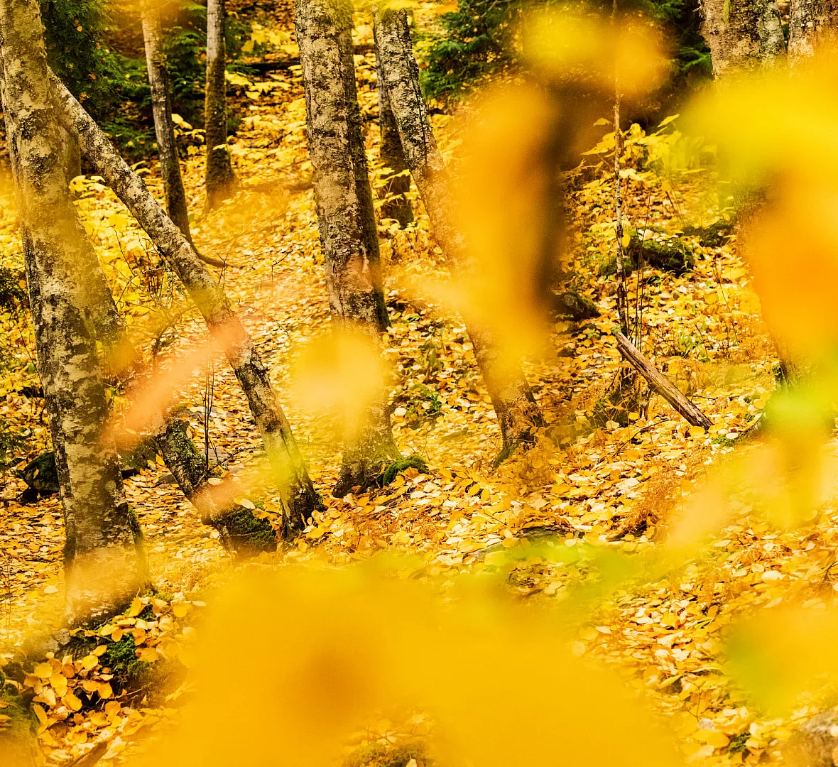 Yellow leaves on trees and the ground