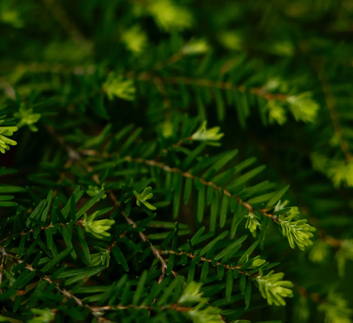 A close-up view of bright green needles on the tips of a tree near Kinney Lake in Mount Robson Provincial Park.
