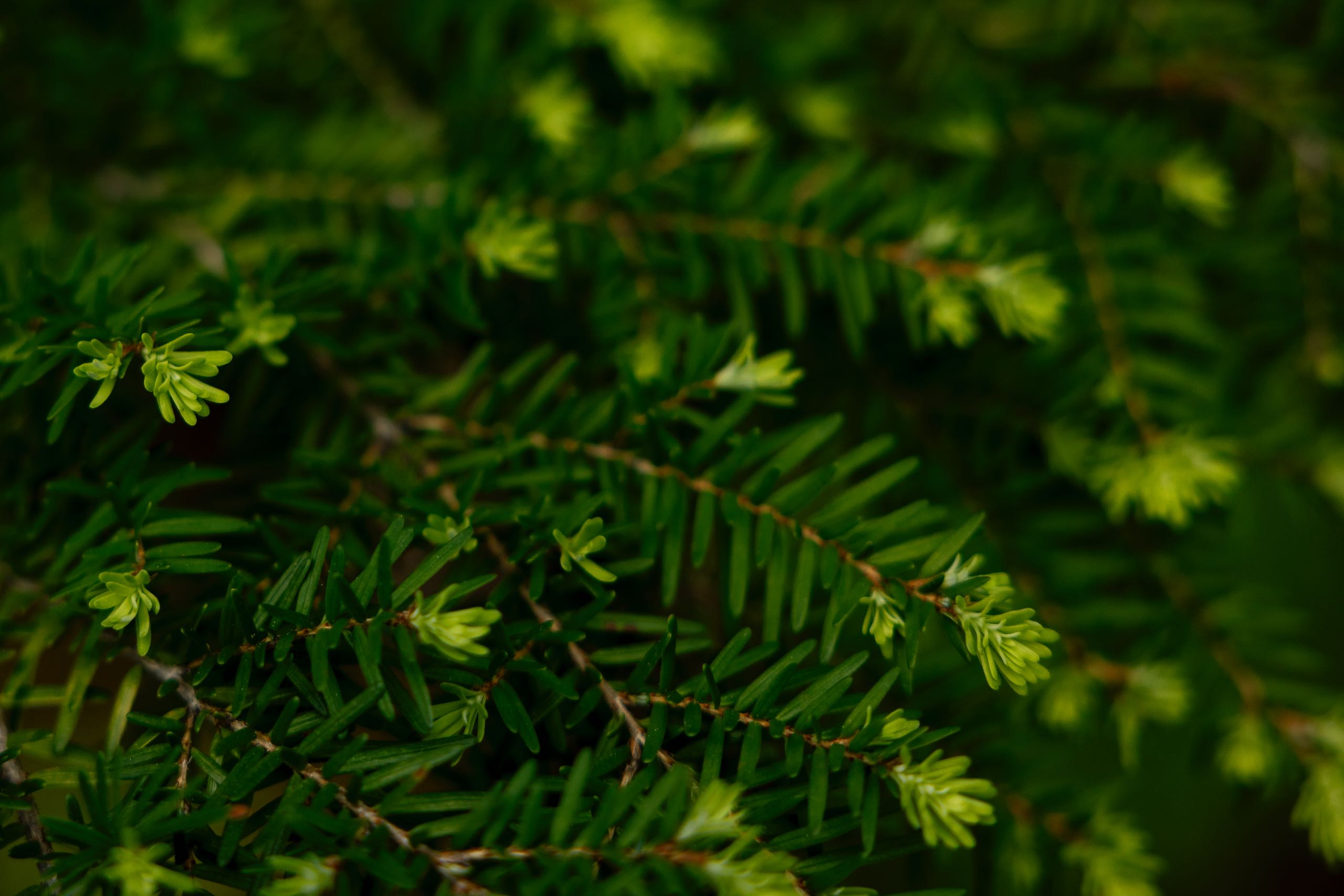 A close-up view of bright green needles on the tips of a tree near Kinney Lake in Mount Robson Provincial Park.