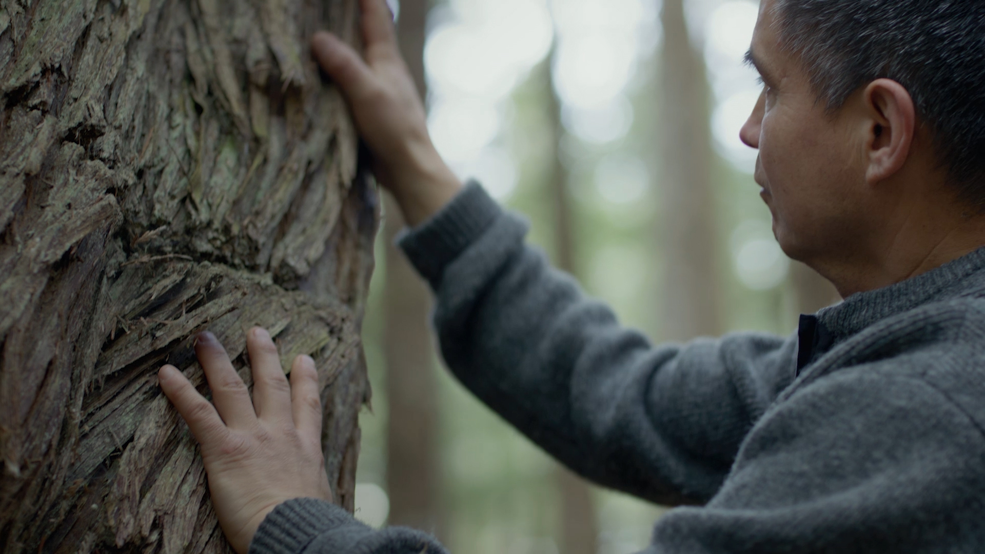 A man feeling a tree