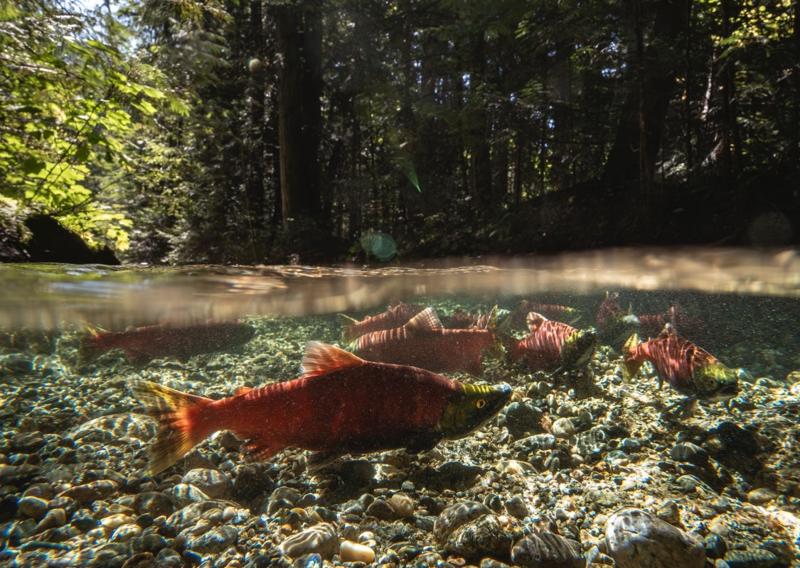 Salmon in BC