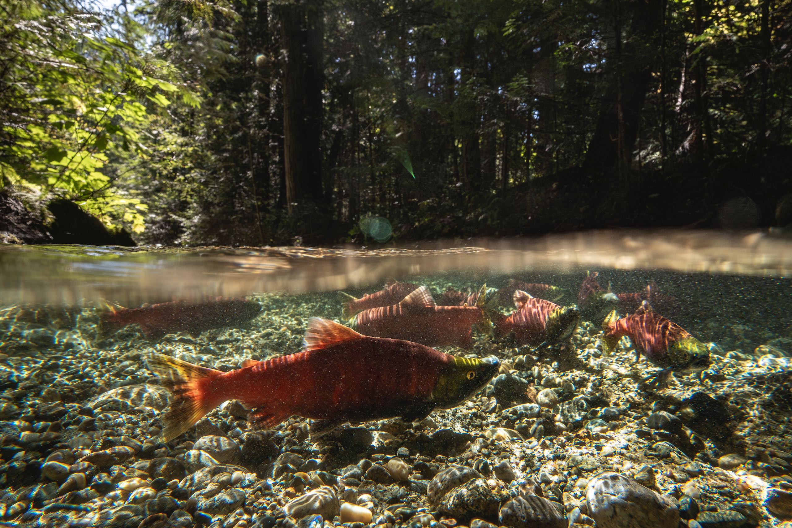 Salmon in BC