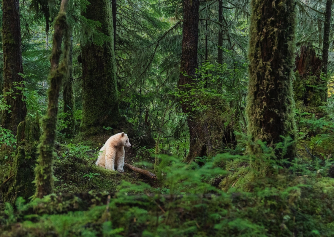 A Kermode bear sitting in the forest