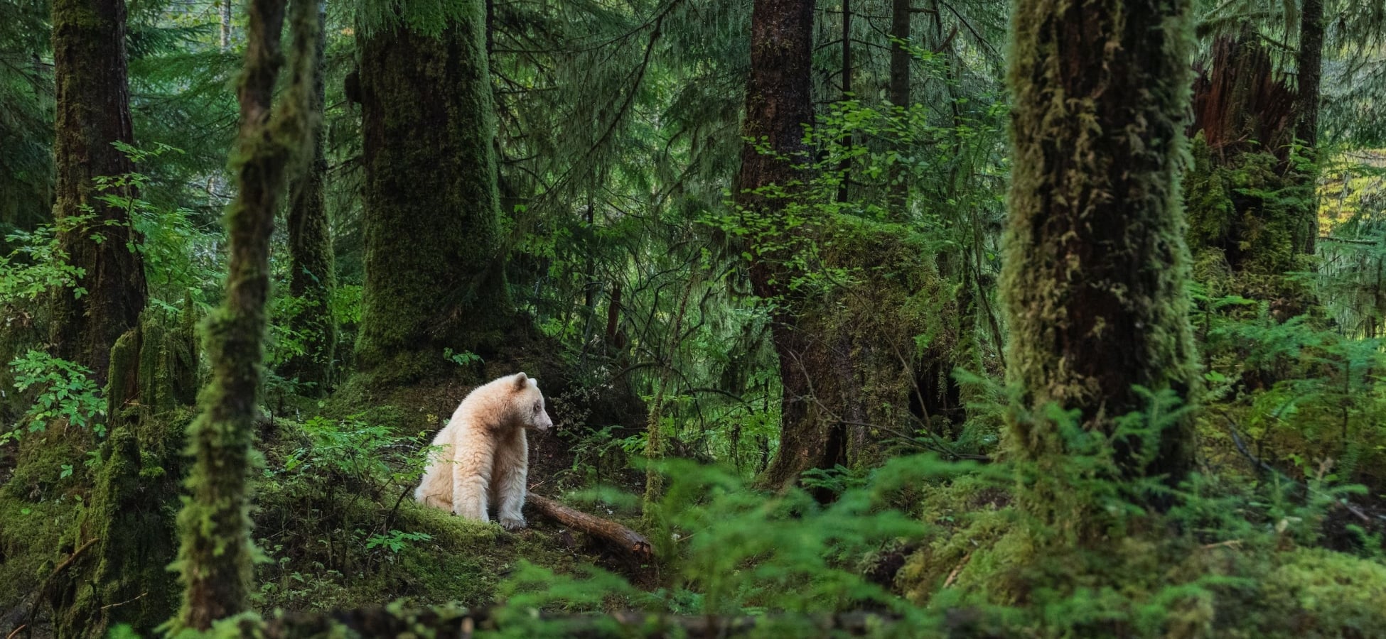 A Kermode bear sitting in the forest