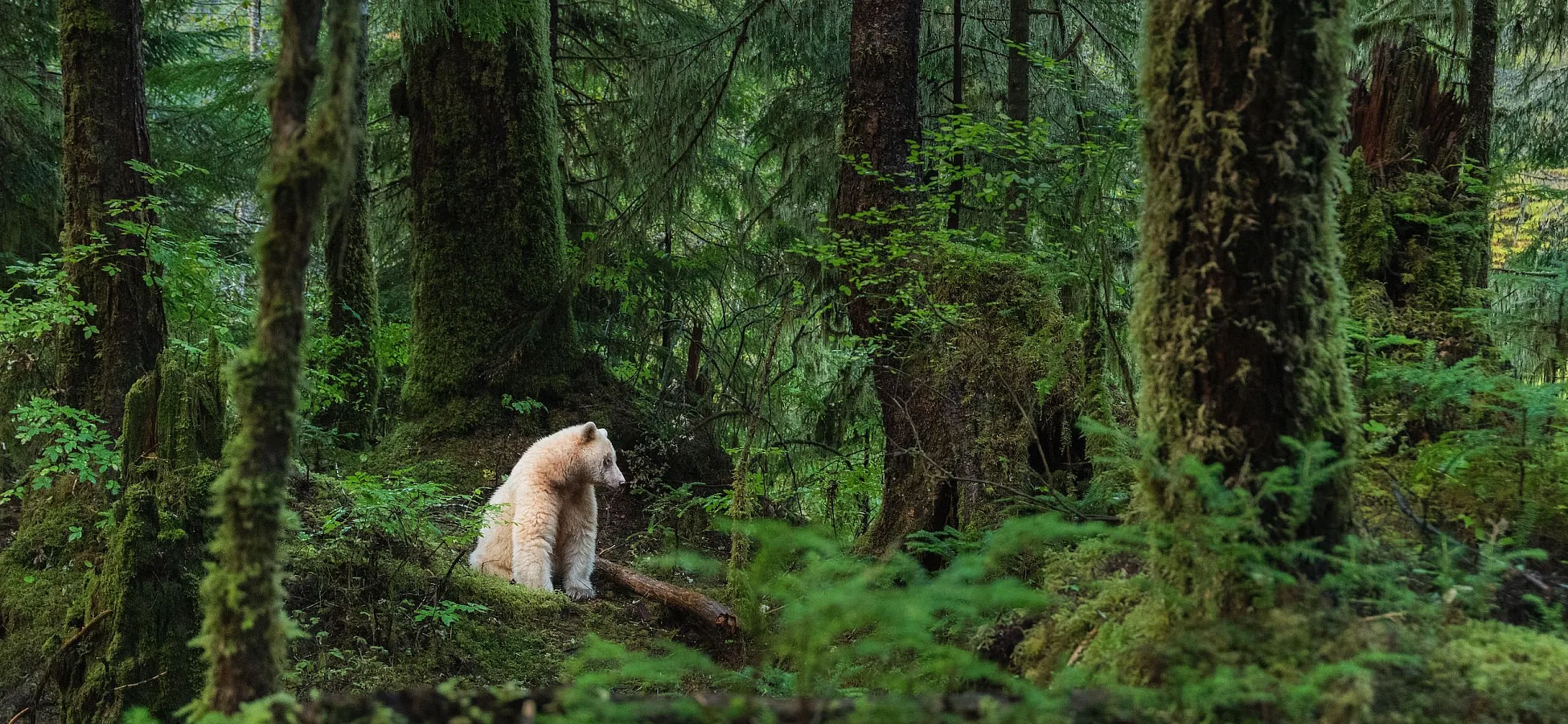 Ein Kermodebär sitzt im Wald