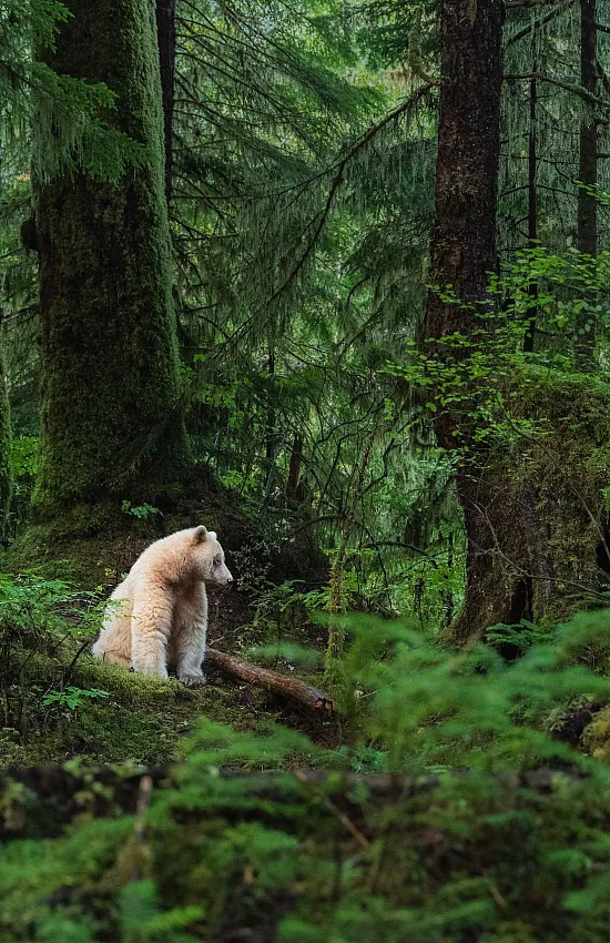 A Kermode bear sitting in the forest