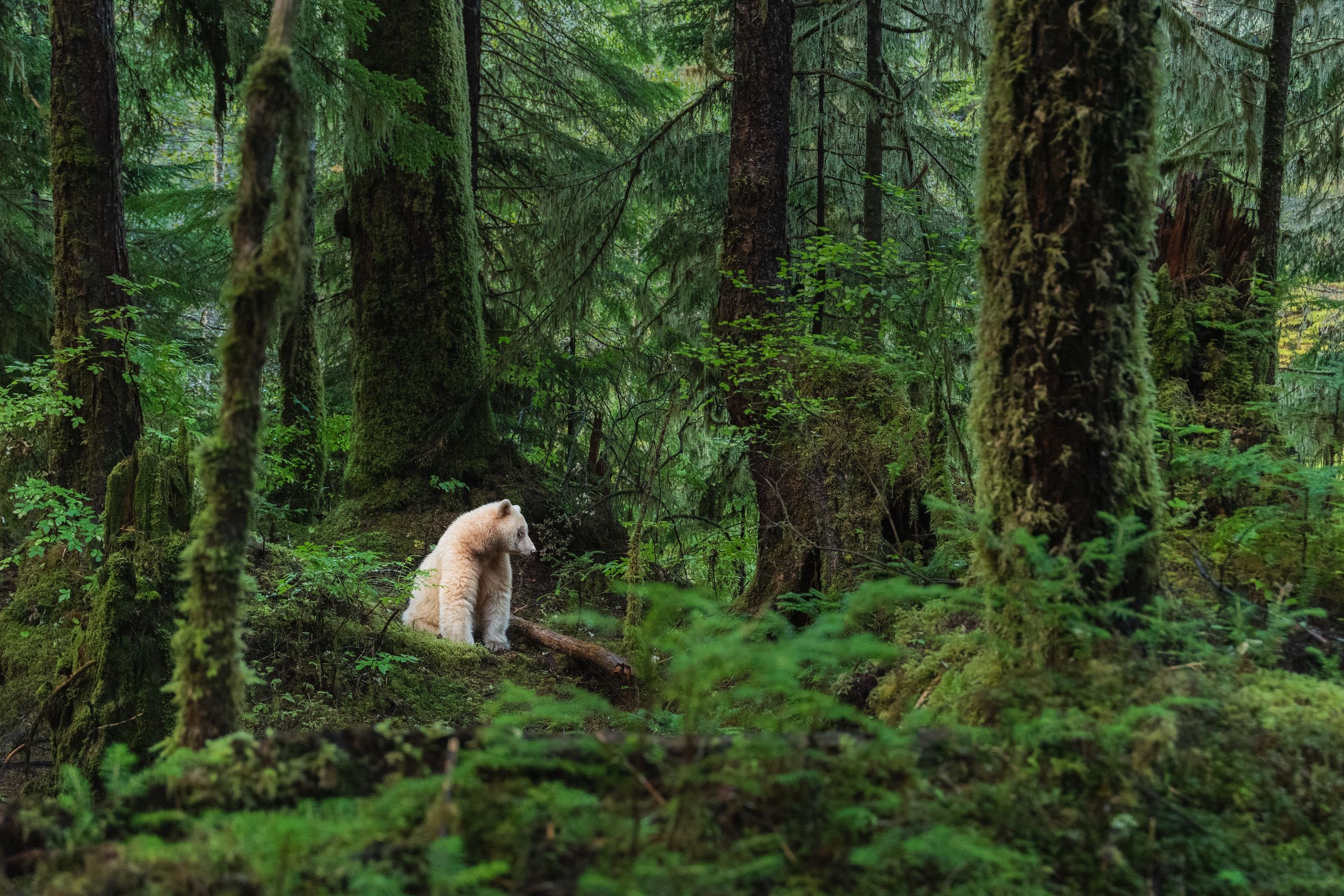 A Kermode bear sitting in the forest