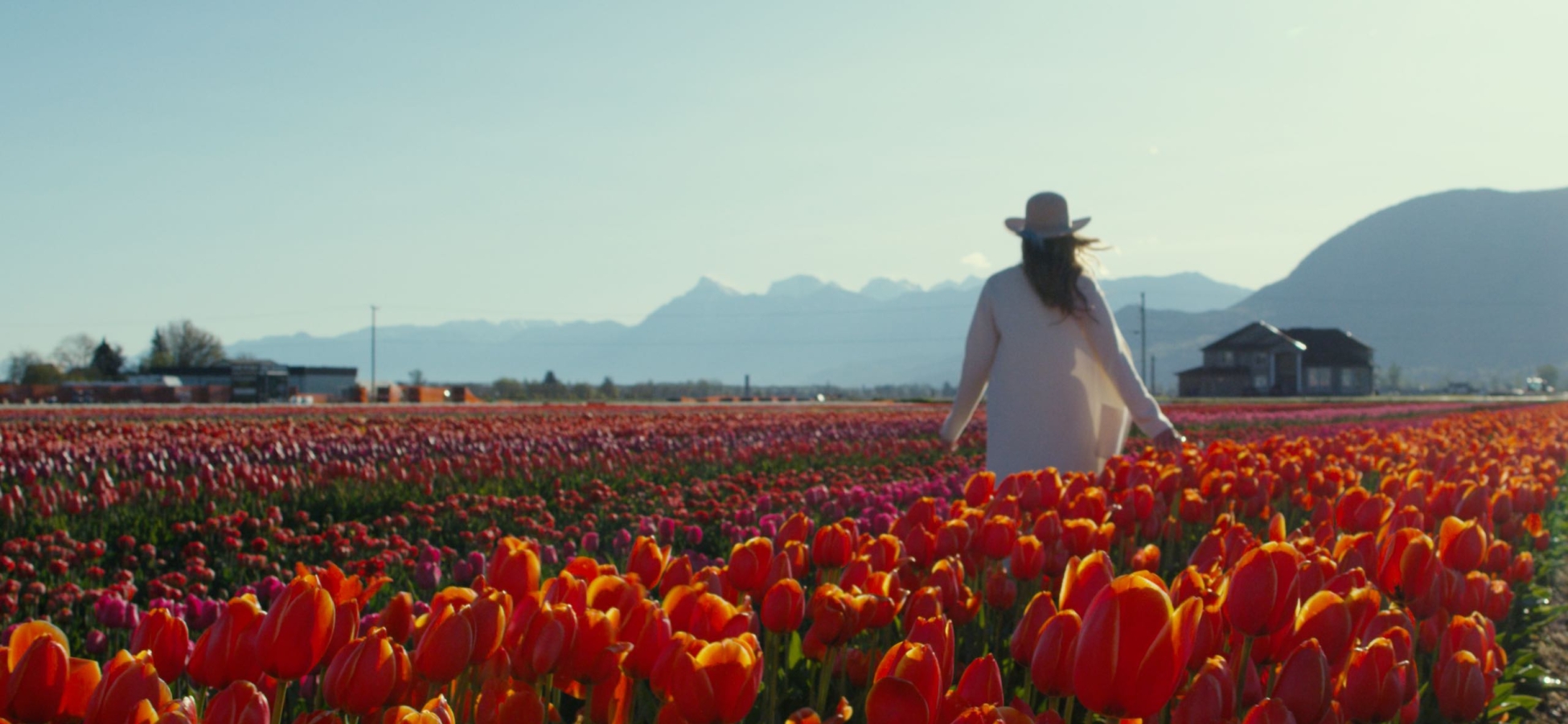 A person wandering amongst the tulips at Lakeland Flowers, home of the Abbotsford Tulip Festival.